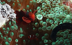 Raja Ampat 2016 - Premnas biaculeatus - Spinecheek Anemonefish - Poisson clown a joues epineuses - IMG_4606_rc